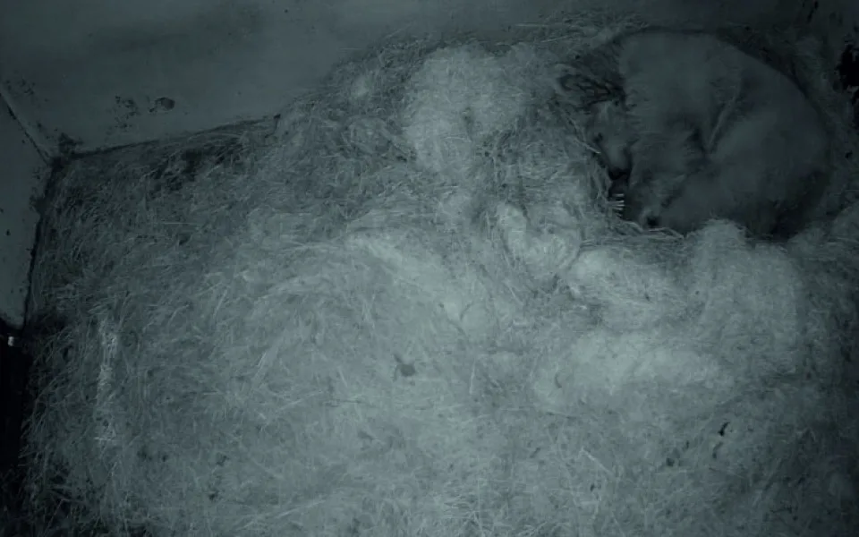 V zoologické zahradě Ohrada se narodila dvě mláďata medvěda plavého