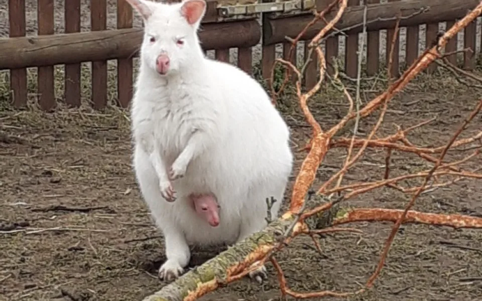 Poprvé vykouklo na svět. V táborské zoo se narodilo mládě klokana rudokrkého