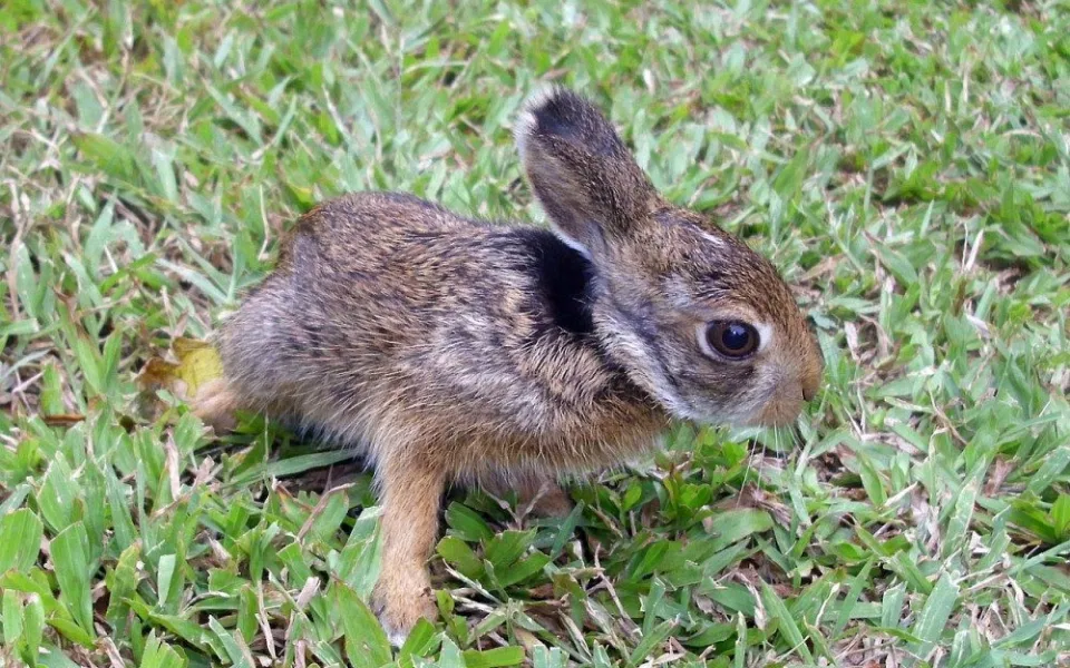 rabbit-g7498d832f_1280
