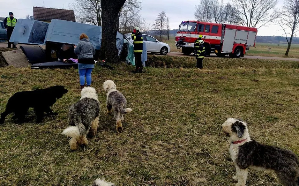 Problémová pejskařka havarovala na jihu Čech. Čtrnáct psů se rozuteklo do luk, jeden po nehodě zahynul.