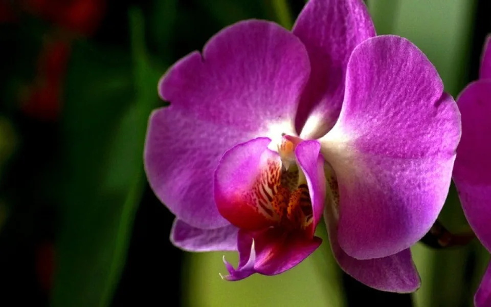 Do Jihočeského muzea se vrací exotická krása orchidejí