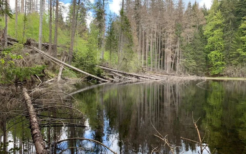 Turisté se znovu dostanou k Boubínskému jezírku. Lesy ČR připraví náhradní trasu