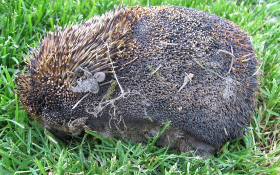 Před pálením zkontrolujte, jestli se v hromadě klestí někdo nezabydlel, radí záchranné stanice