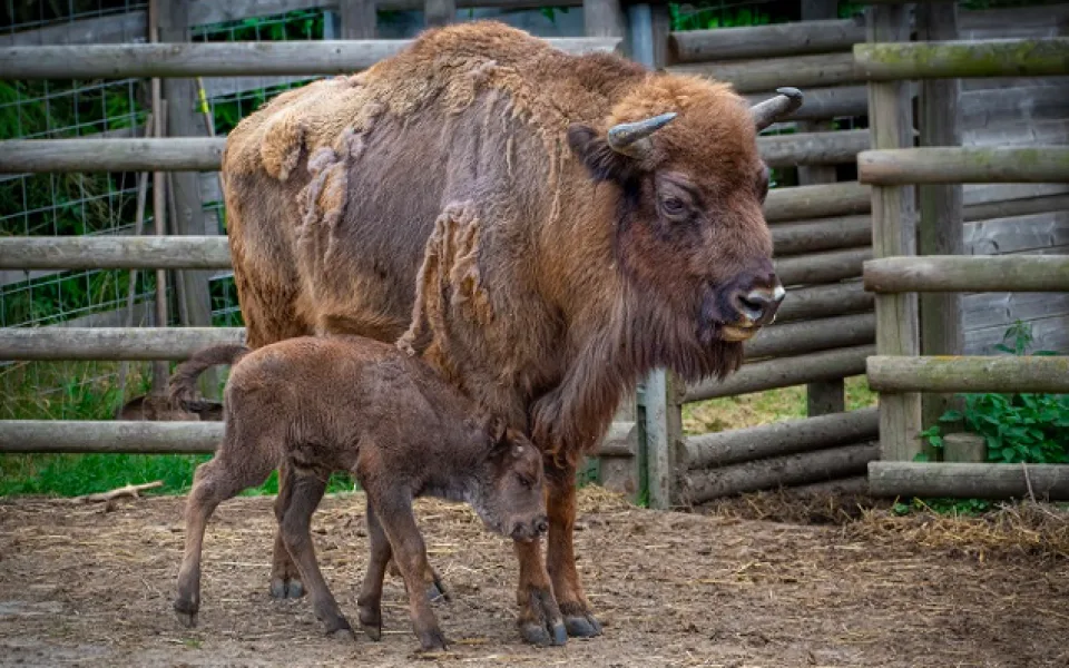Zoo chtěla pojmenovat zubra. Využili toho podvodníci