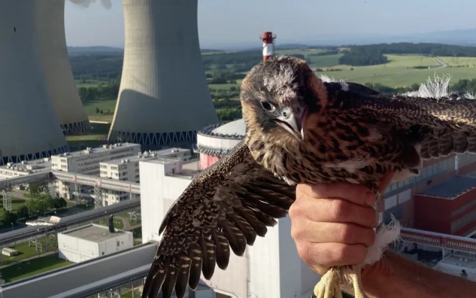 V Temelíně se vylíhlo mládě kriticky ohroženého sokola stěhovavého