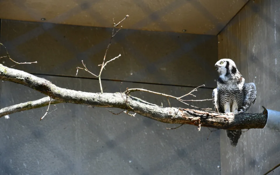 Zoo v Hluboké nad Vltavou má novou expozici sov