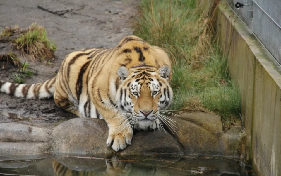Mezinárodní den tygrů a S vysloužilci do zoo se uskuteční v ZOO na Hluboké