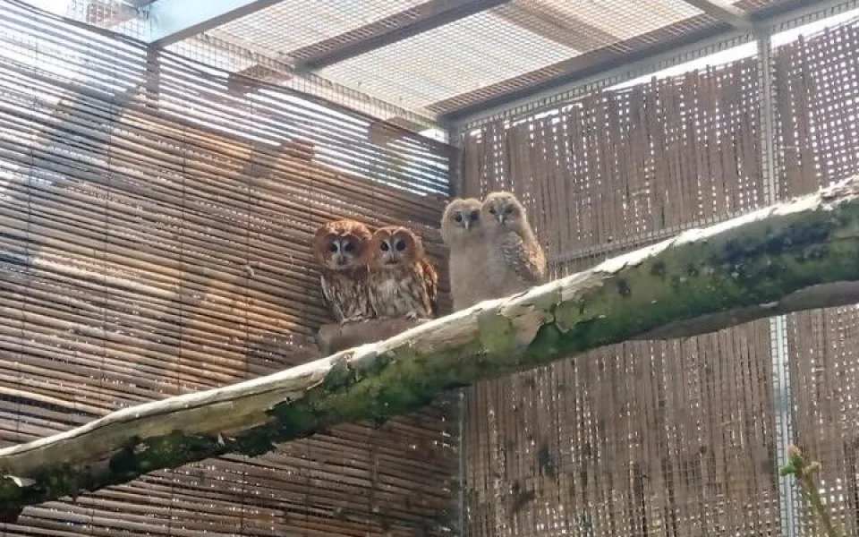 Táborská zoo slaví další přírůstky. Vylíhli se tady ohrožení puštíci obecní