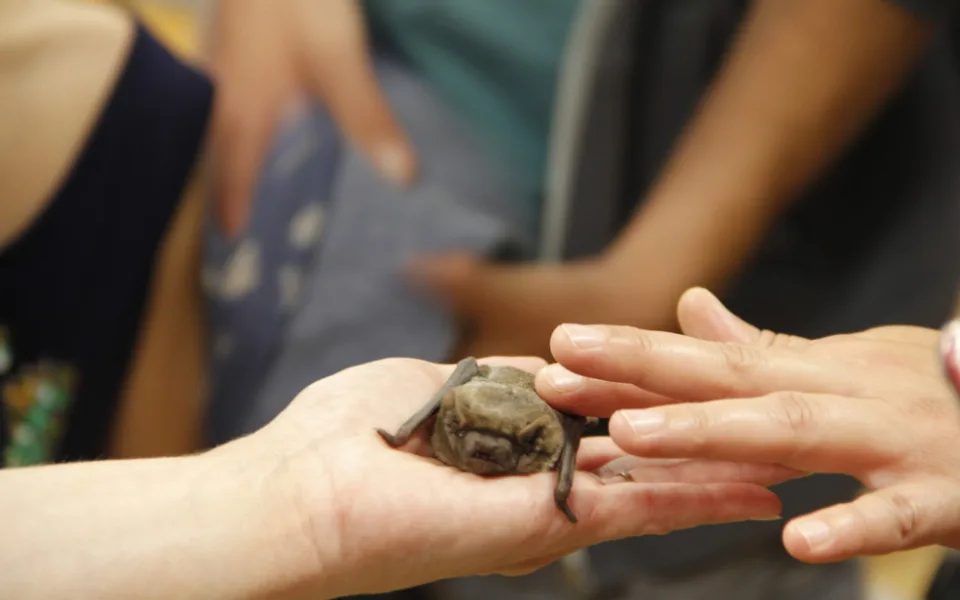 Jak žijí netopýři, zjistíte v Zoo Hluboká