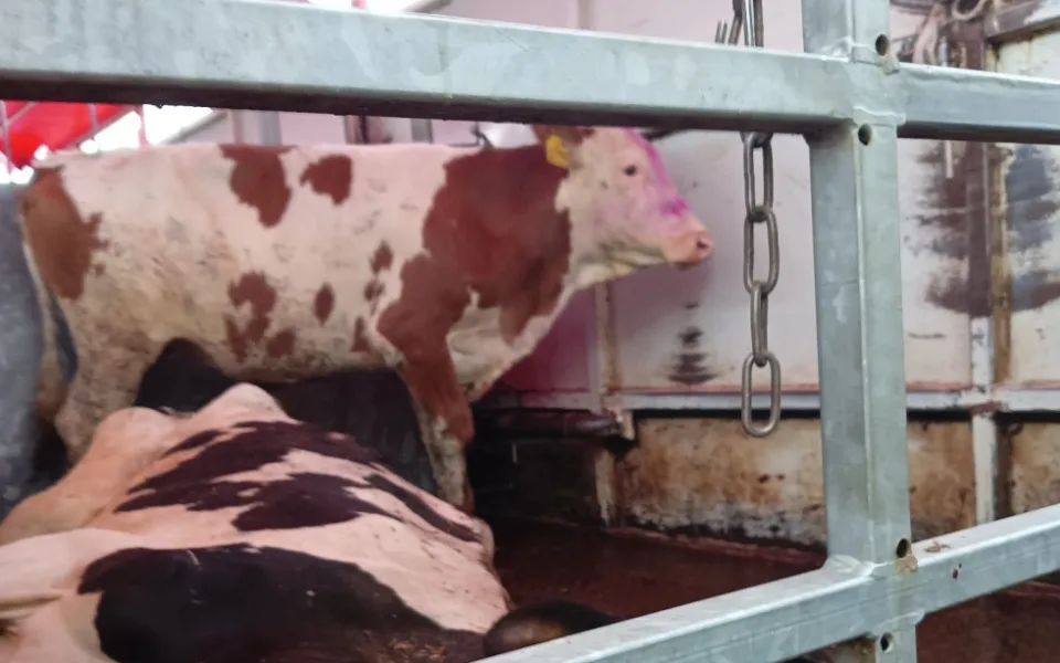V autě přepravovali společně živou a poraženou krávu. Provozvateli jatek hrozí pokuta až 10 milionů korun