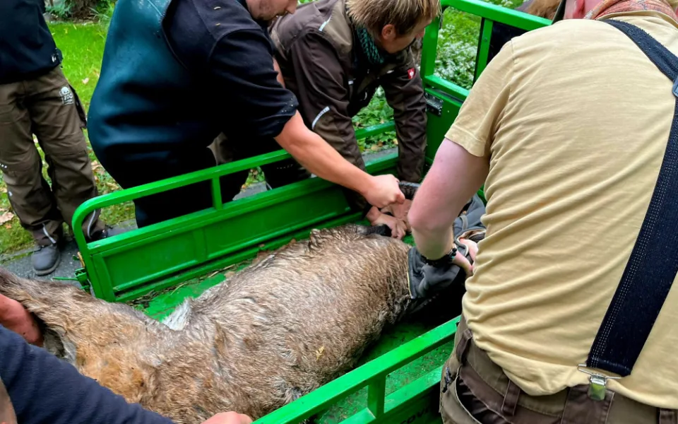 Ze zoologické v Hluboké nad Vltavou utekl dnes kozorožec, hasiči jej chytili