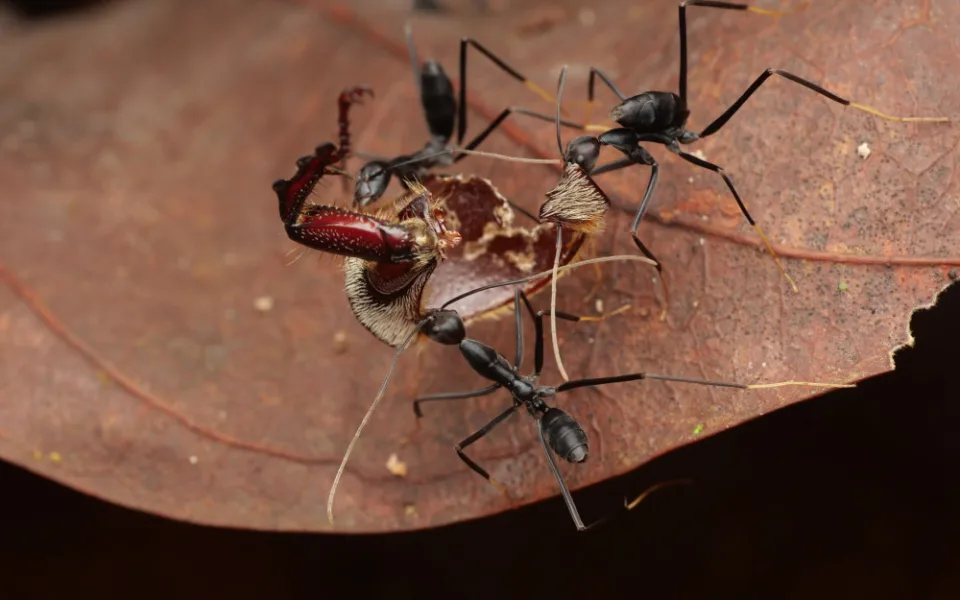 Mravenčí “hrobníci” druhu Leptomyrmex flavitarsus zachyceni při odklízení zbytků mrtvého brouka. Jeden z druhů pozorovaný rovněž v pokusu na hoře Mt. Wilhelm. Papua Nová Guinea. Foto: Philipp Hoenle.