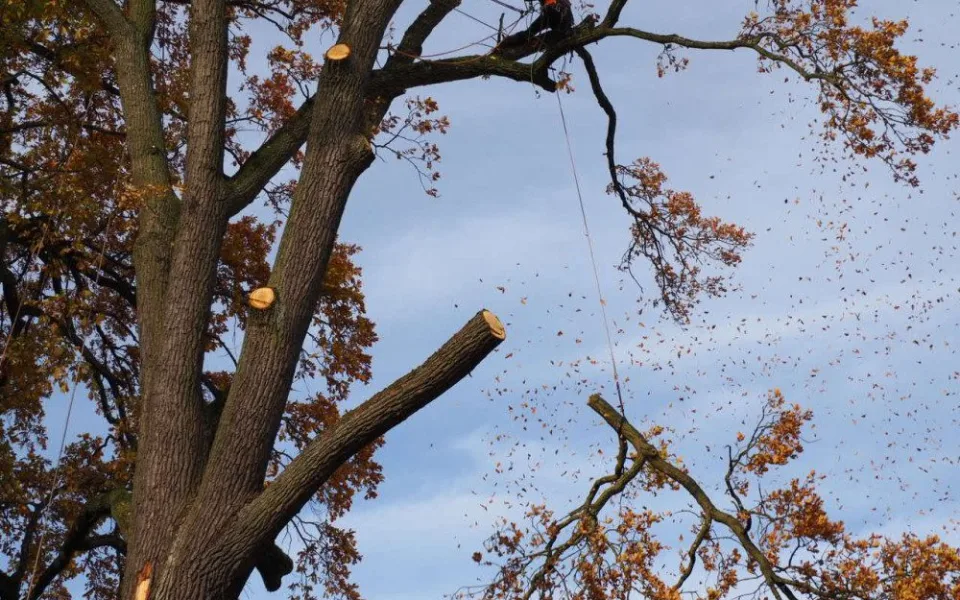 Mohutný dub na školním hřišti museli pokácet. Ohrožoval děti