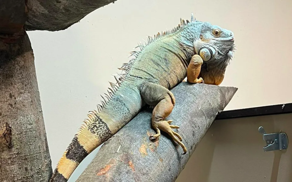 V táborské zoo nově chovají leguána zeleného. Dostal jméno Vlasta