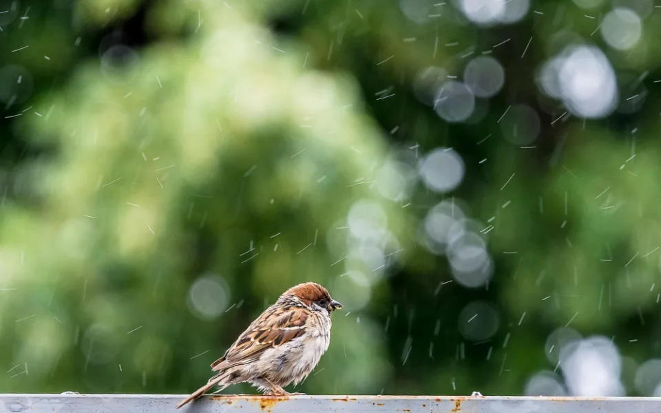 Lidé mohou do neděle sčítat ptáky na krmítkách, pomůžou tak odborníkům