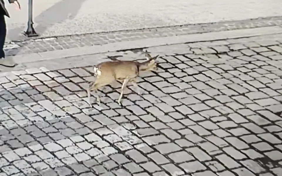 VIDEO: Po Českých Budějovicích pobíhala zmatená srna