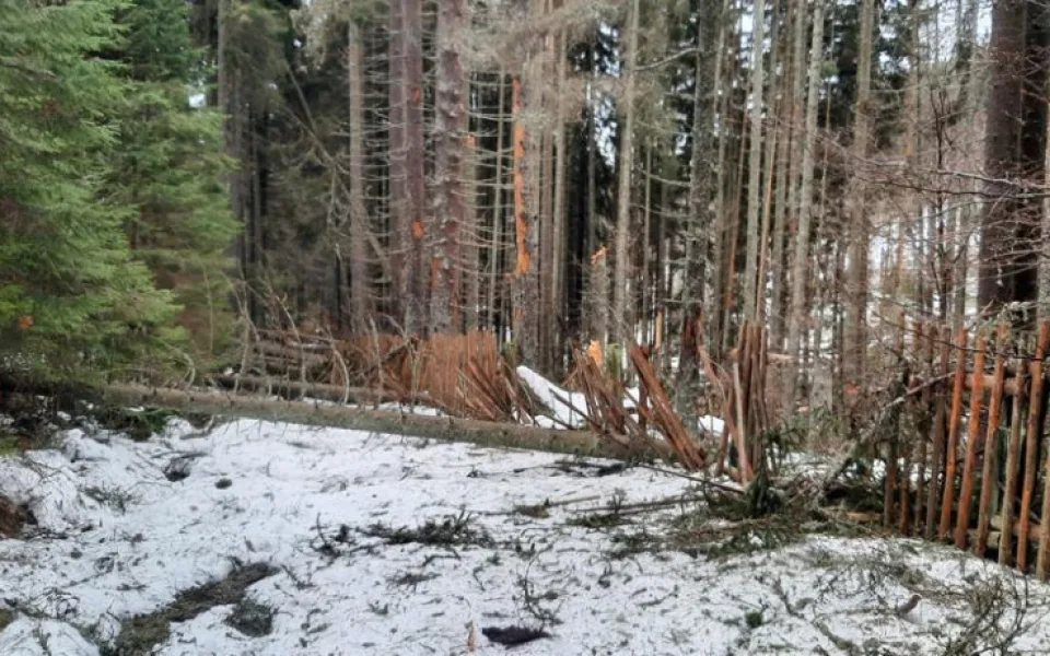 Silný vítr na přelomu roku polámal stromy v Boubínksém pralese