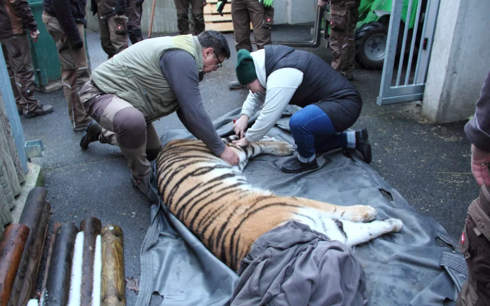Mladou tygřici převezli z jihu Čech do Zoo Budapešť