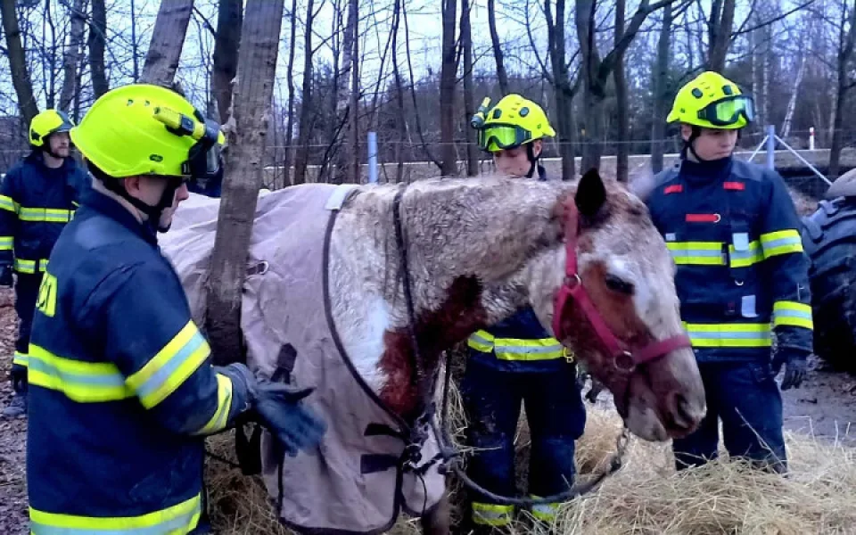 VIDEO: Hasiči pomáhali kobyle na nohy. Poté si zvíře převzala veterinářka