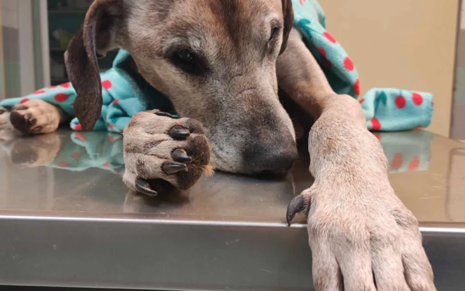 Majitelka psa, který přes snahu veterinářů zemřel, čelí obvinění