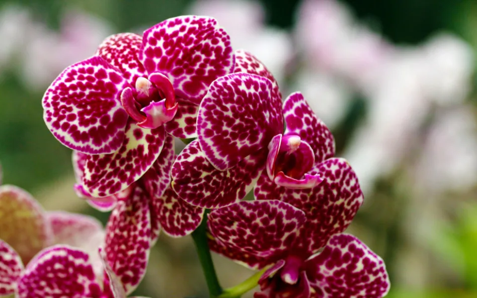 Objevte exotickou krásu orchidejí a dalších rostlin v Jihočeském muzeu