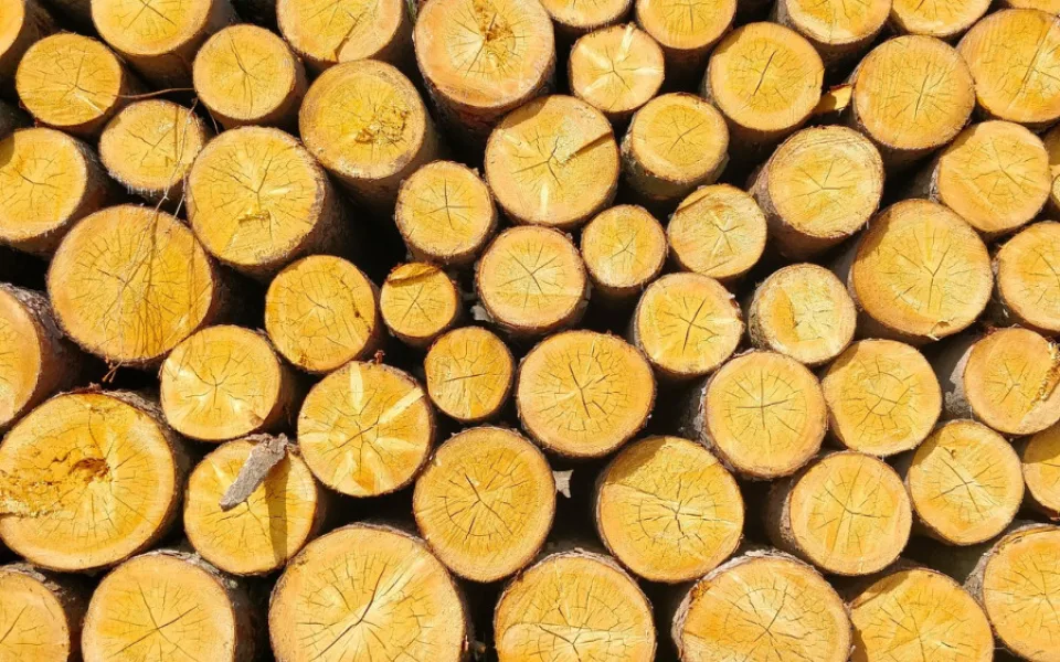 Šumavský národní park loni vytěžil meziročně víc dřeva, hlavně kůrovcového