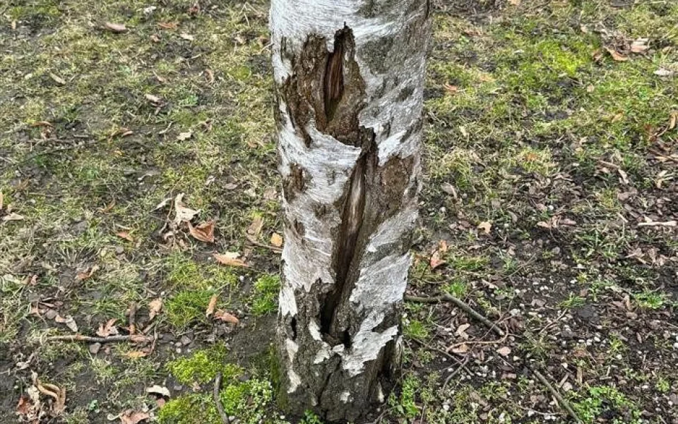 V Písku pokácí některé stromy. Jsou ve špatném stavu