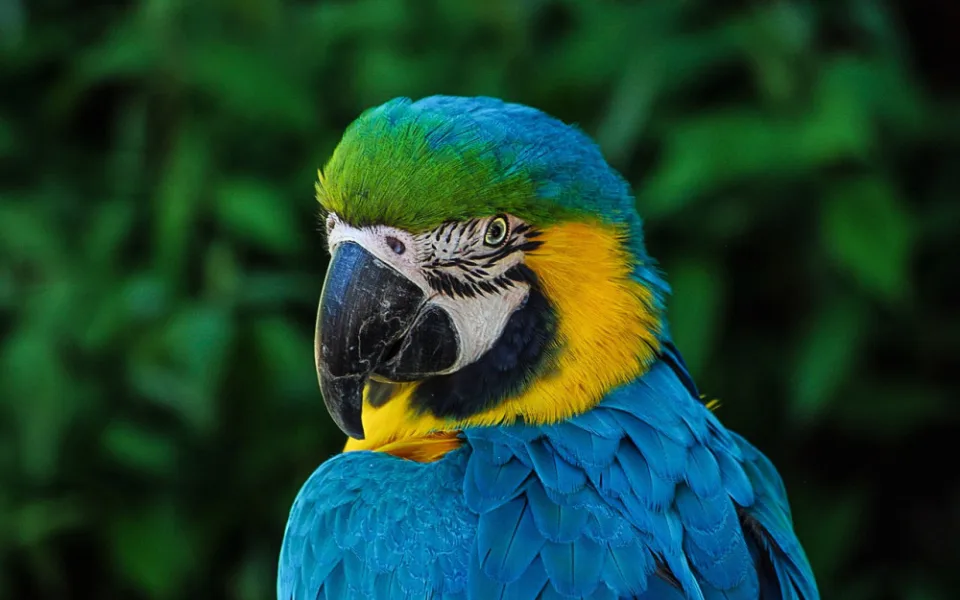 Táborská zoo postaví nový ptačí dům, v němž budou zimovat papoušci