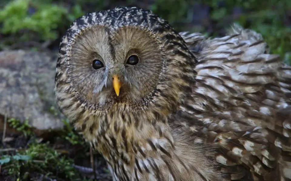Národní park Šumava otevře soví voliéry v Borových Ladách kvůli počasí až 14. května