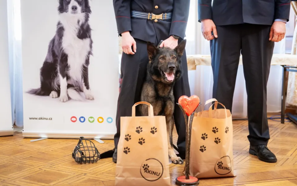 Policejní pes Rapp si odnesl ocenění v anketě Statečné psí srdce. Život zachránil ztracenému muži