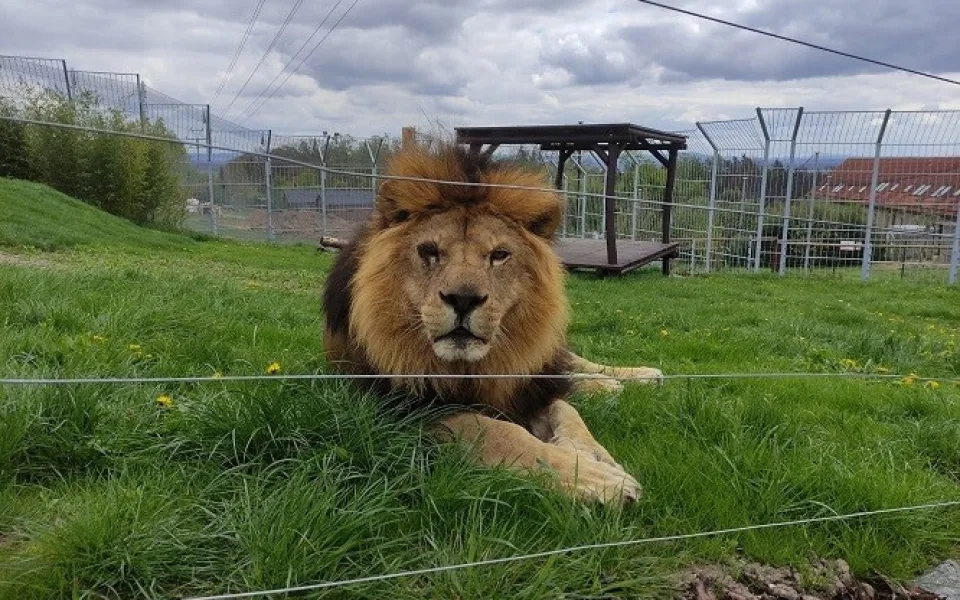 Lev SImba ve svém novém výběhu.
