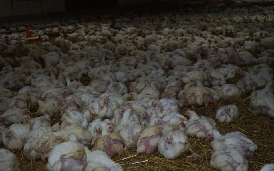 Soud přikázal Obráncům zvířat smazat z webu záběry z chovu kuřat farmy Rabbit