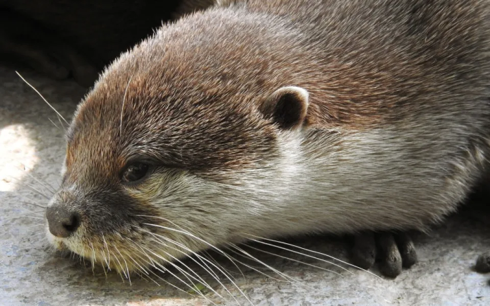 size3-otter-7427340_1280