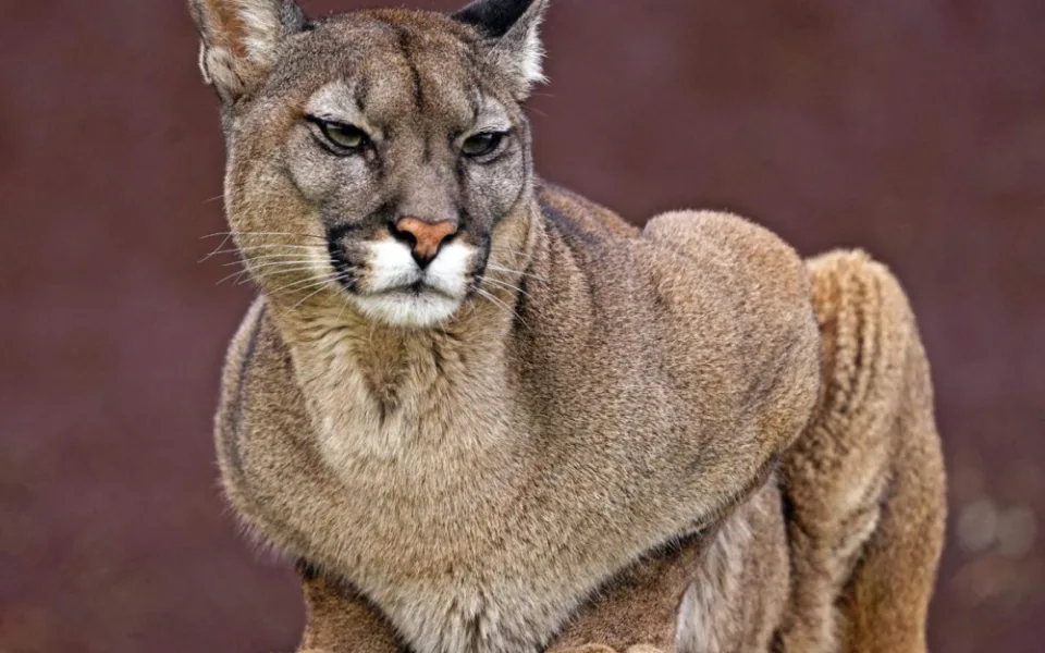Táborská zoo pomohla najít nový domov pro pumu ze zrušeného chovu