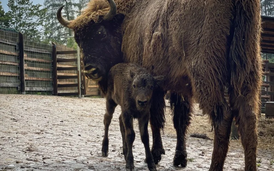V táborské zoo se narodila dvě mláďata zubra evropského