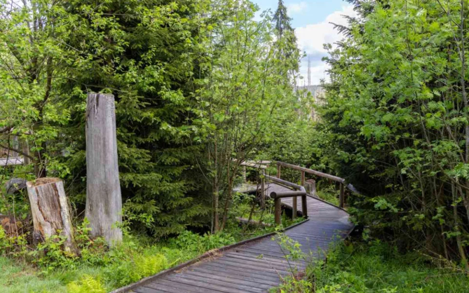 Národní park Šumava kácí tlející dřevo u turistických tras, jednu uzavřel
