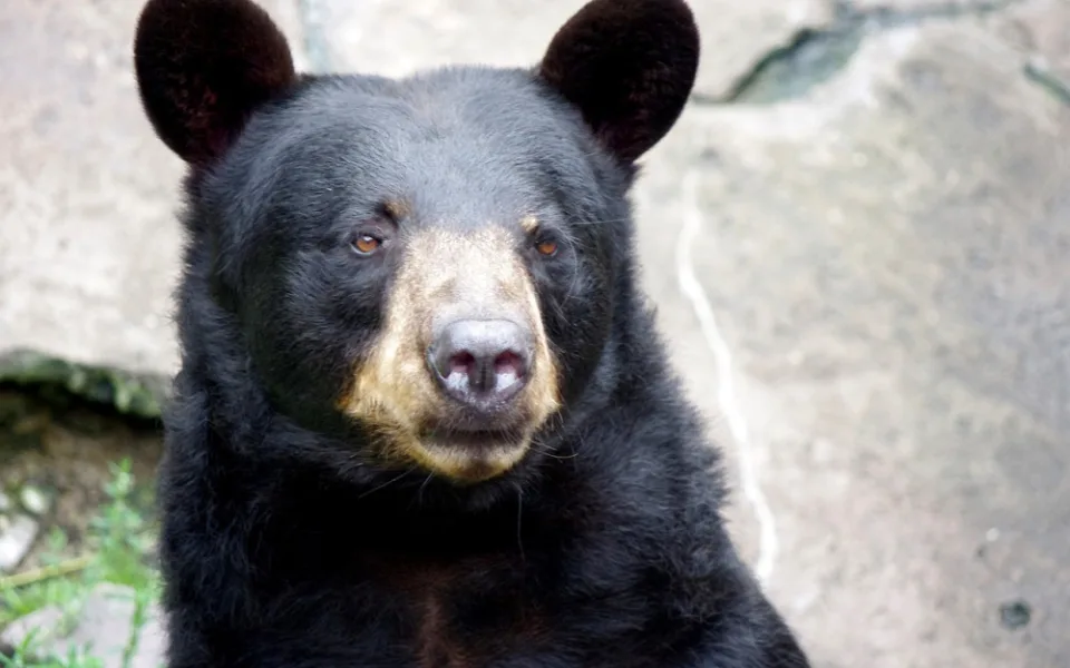 Táborskou zoo zasáhla smutná událost, oblíbený medvěd baribal Geňa zemřel. Bylo mu už 28 let.