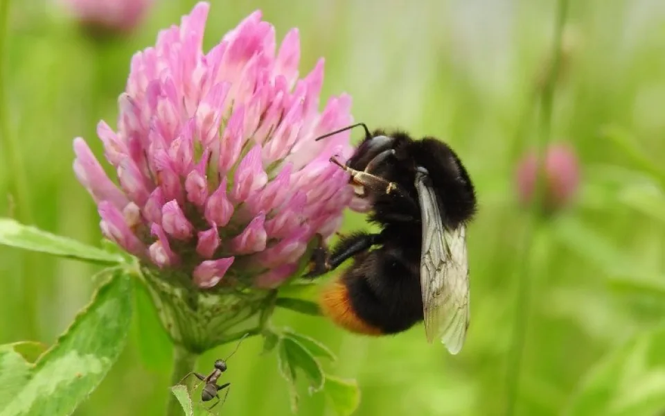 Biologové objevili na dalších místech ve městě kriticky ohroženého čmeláka