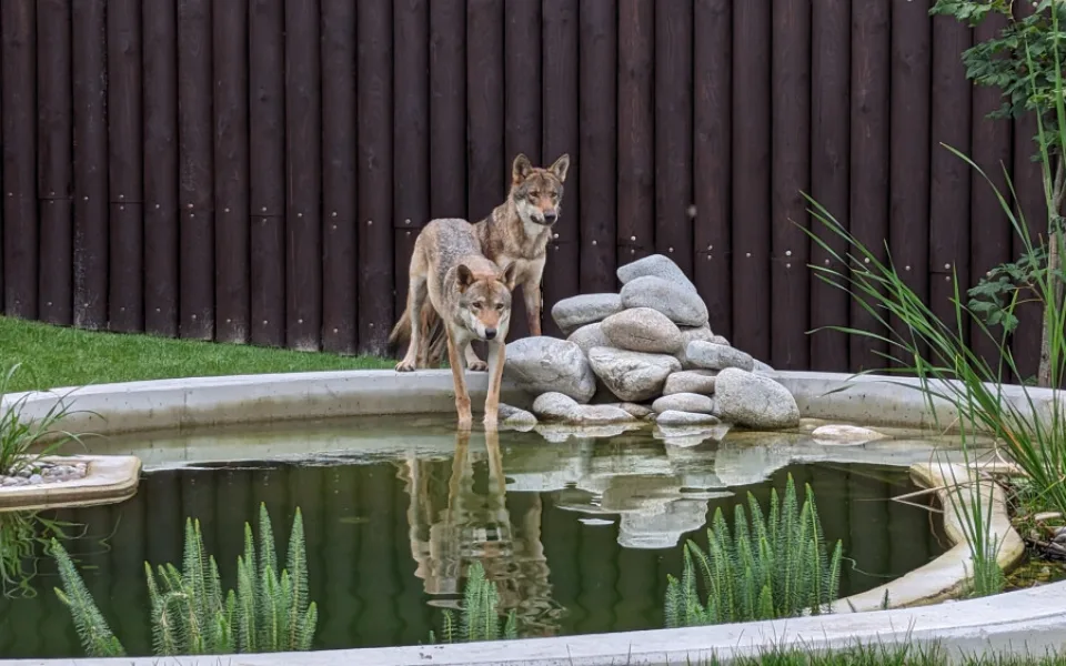 Záchranné centrum pro šelmy v táborské zoo pomohlo prvním zvířatům, útočiště v něm našla pětice vlků