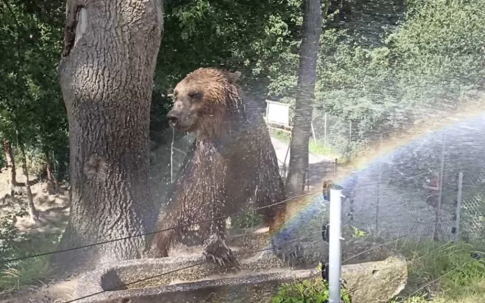 FOTO: Bazén, studená sprcha i ledové dorty. Zvířata v zoo si užívají letní ochlazení