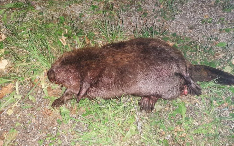 U Horní Vltavice srazilo auto přísně chráněného bobra evropského, zvíře střet nepřežilo