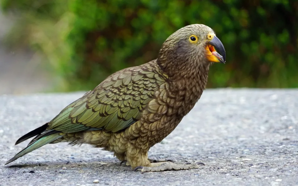 V táborské zoo mohou návštěvníci vidět ohroženého papouška nestora kea