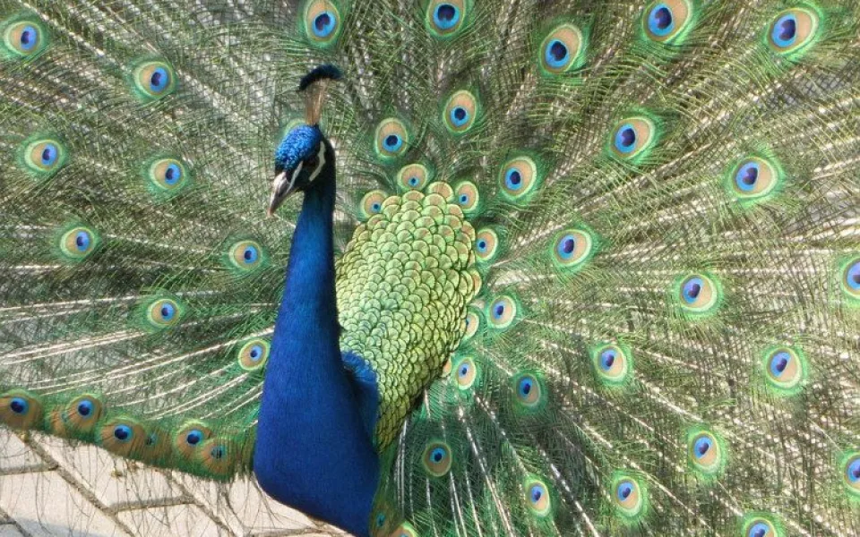 V táborské zoo přibyla trojice pávů korunkatých, jedna ze samic sedí na