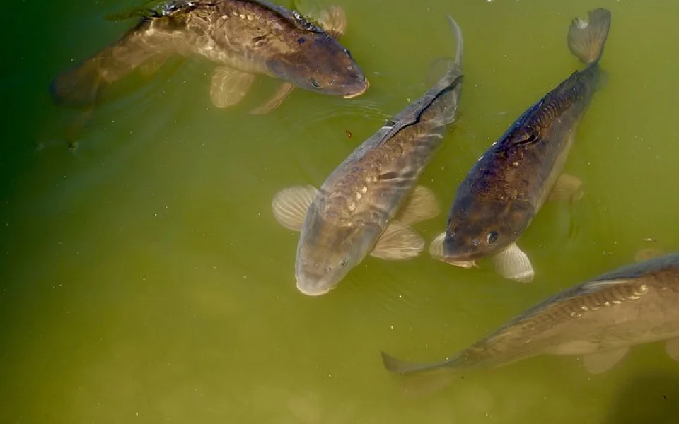 pond-761710_640