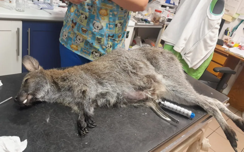 V putimské zoo návštěvníci otrávili samici klokana. Krmili ji i navzdory přísnému zákazu.