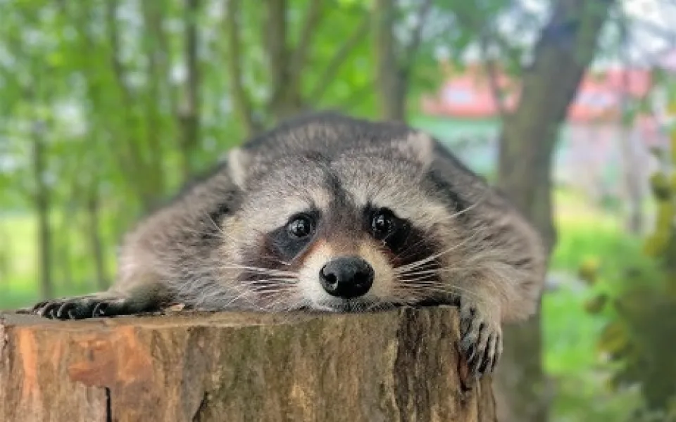 Táborská zoo získala mývala, na jehož chov má jako jediná v ČR výjimku