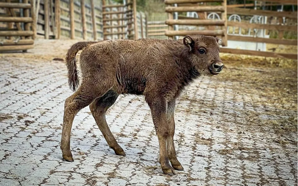 Táborská zoo slaví narození dalšího zubra, jméno pro nejmladší samici můžete navrhnout i vy