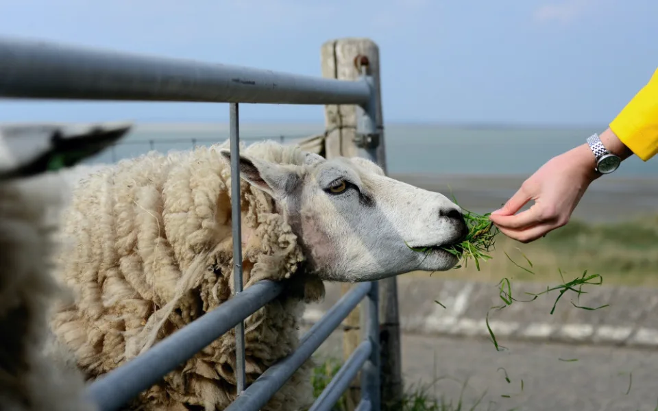 Kvůli katarální horečce omezuje veterinární správa vývoz ovcí, ohniska nákazy jsou i na jihu Čech