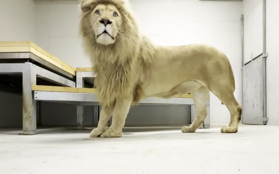 Táborská zoologická zahrada má samce vzácného bílého lva