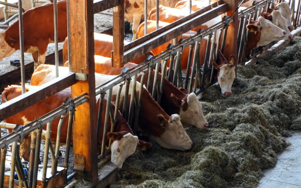 Jihočeští veterináři loni uložili největší počet sankcí v Česku